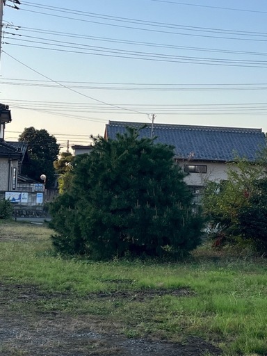 松の木