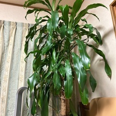 観葉植物　ドラセナ(幸福の木)