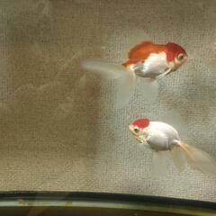 無料金魚東錦丹頂オランダの画像