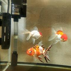 無料金魚東錦丹頂オランダの画像