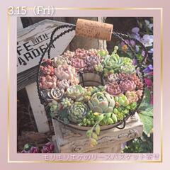 多肉植物寄せ植え教室の画像