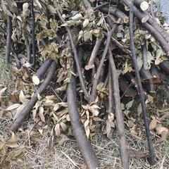 木の枝　薪の画像