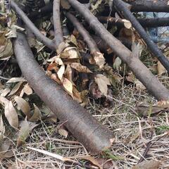 木の枝　薪の画像