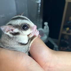 フクロモモンガ　2歳　メス