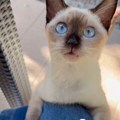 人が大好きなシャム猫です