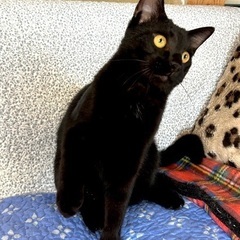 毛並み艶々漆黒の黒猫さんです♪