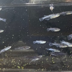 【メダカの交換】　ミッドナイトフリルやフロマージュなど