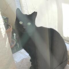 黒猫のクロちゃん(5歳・メス)