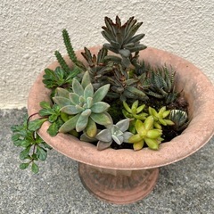 多肉植物🌵寄植え