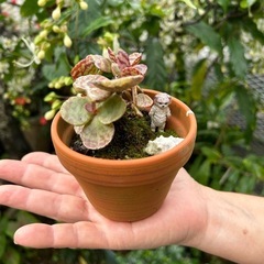 手の平サイズ 多肉植物①