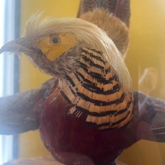 錦雉鳥 キンケイ 剥製 ガラスケース入りの画像