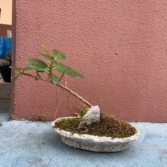 盆栽　ガジュマル