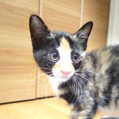 11/24日曜日　譲渡会in溝の口駅　子猫から大人猫まで
