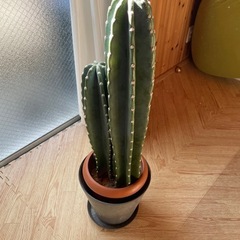 柱サボテン　高さ約80cm