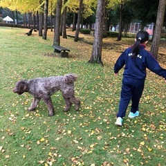 犬のお友達募集 - 友達