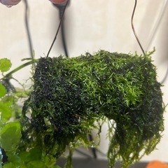 ウィローモス今月価格の画像