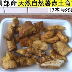 黒部産・超粘り！赤土粘土の典型的天然自然薯 17本≒250g
