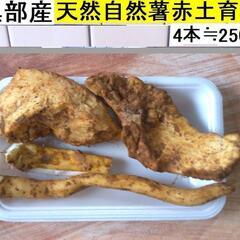 黒部産・超粘り！赤土粘土の典型的天然自然薯4本≒250g