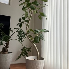 観葉植物　大型　フィカス　ベンガ
レンシス