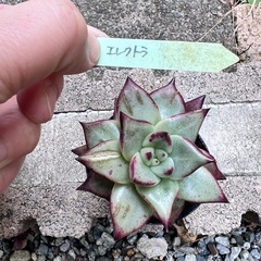 多肉植物　エレクトラ　大和高原　韓国苗