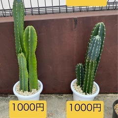 柱サボテン100円〜1000円の画像