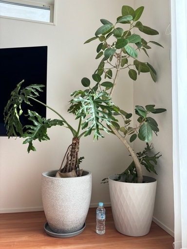 観葉植物　大型　フィカス　ベンガ
レンシス