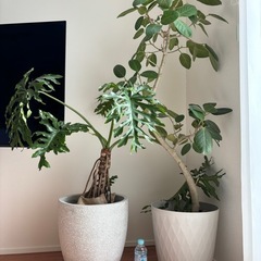 観葉植物　大型　フィカス　ベンガ
レンシスの画像
