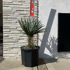 チャメロプス・フミリス　セリフェラの画像