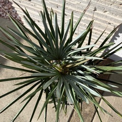 チャメロプス・フミリス　セリフェラの画像