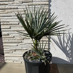 チャメロプス・フミリス　セリフェラの画像