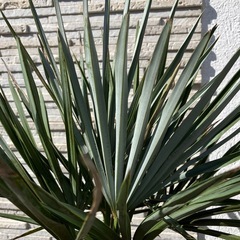 チャメロプス・フミリス　セリフェラの画像