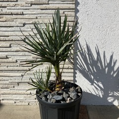 チャメロプス・フミリス　セリフェラの画像