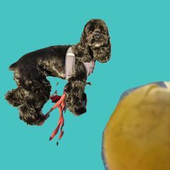 てんかん発作もち、内臓疾患、ケアが必要なアメリカンコッカースパニエル - 犬