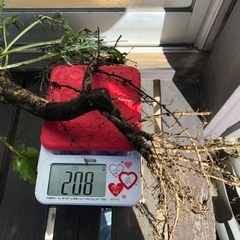 山わさび①（2024年度収穫分）の画像