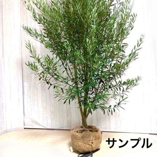 オリーブの木,た植物/観葉植物 シプレッシーノ『綺麗な樹形。樹高180-200㌢