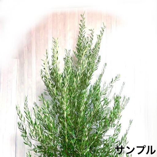 オリーブの木,た植物/観葉植物 シプレッシーノ『綺麗な樹形。樹高180-200㌢