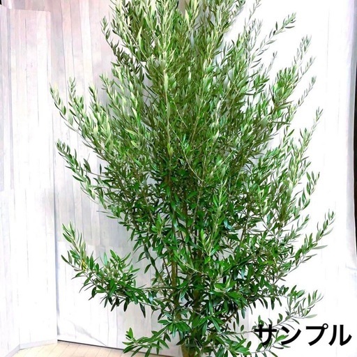 オリーブの木,た植物/観葉植物 シプレッシーノ『綺麗な樹形。樹高180-200㌢