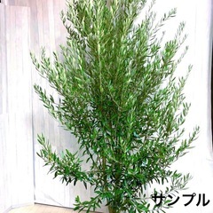 オリーブの木,た植物/観葉植物 シプレッシーノ『綺麗な樹形。樹高180-200㌢