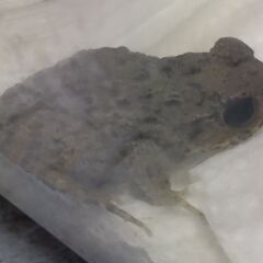 パジェットフロッグ含む色んなカエル達＋イモリの画像