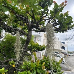 サルオガセモドキの株