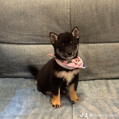 豆柴の子犬　販売