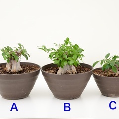観葉植物　ガジュマルの鉢植え　３鉢セット