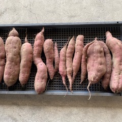 11/22掲載終了　🍠さつまいも【紅あずま】の画像