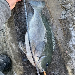フカセ釣り　師匠募集