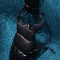 クワガタ欲しいです