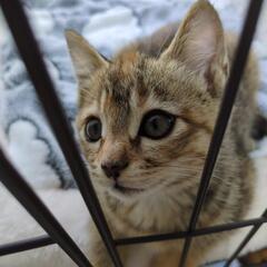 子猫の里親募集