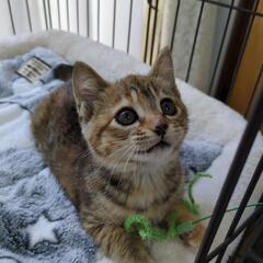 子猫の里親募集 - 猫
