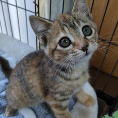 子猫の里親募集 − 岡山県