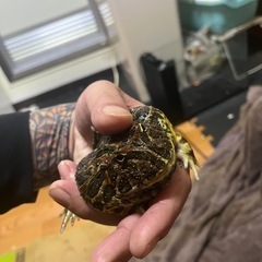 ヴェルツノガエルの画像