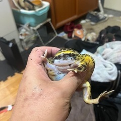 ヴェルツノガエルの画像